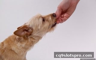 cq9电子推荐：飞禽走兽桥牌从入门到竞赛的全景攻略