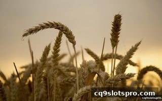 cq9电子积分体系全攻略：如何将签到奖励转化为即时比分服务