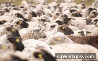 cq9电子视角｜深度解析LOL与NBA赛事黑网名单：玩家必读的安全防护指南